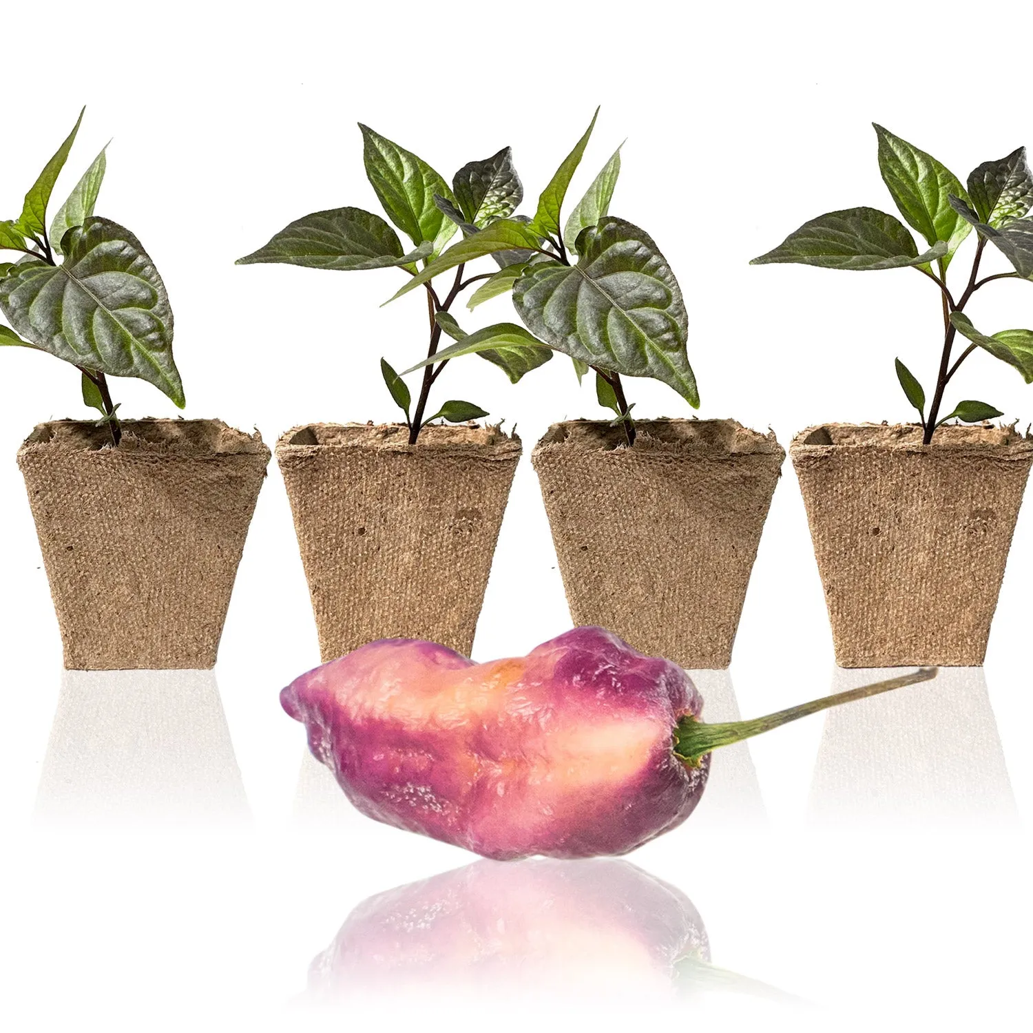 Pink Tiger X Peach Bhut Pepper Plants